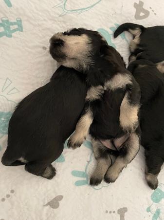 Schnauzer (Miniature) for sale by MOKAI