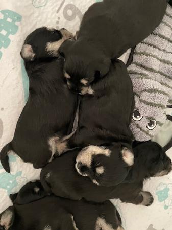 Schnauzer (Miniature) for sale by MOKAI