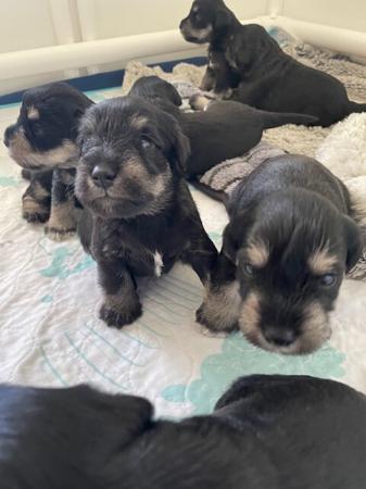 Schnauzer (Miniature) for sale by MOKAI