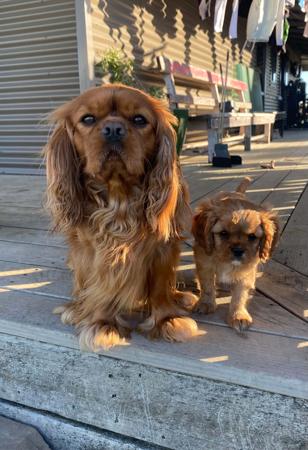 Cavalier King Charles Spaniel for sale by CAVISTA