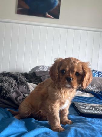Cavalier King Charles Spaniel for sale by CAVISTA