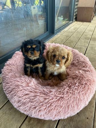 Cavalier King Charles Spaniel for sale by CAVISTA