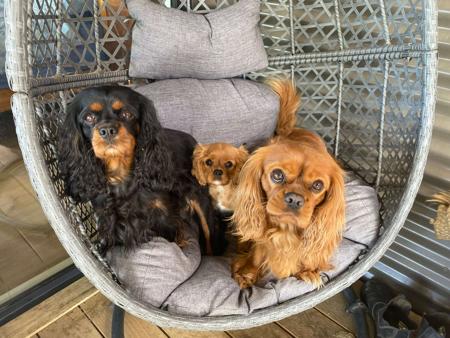 Cavalier King Charles Spaniel for sale by CAVISTA