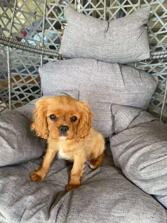 Cavalier King Charles Spaniel for sale by CAVISTA