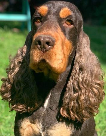 Cocker Spaniel for sale by ROLIPOLI