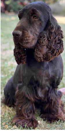 Cocker Spaniel for sale by ROLIPOLI