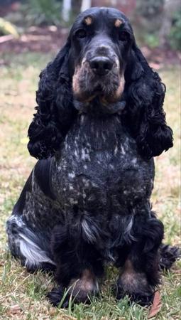 Cocker Spaniel for sale by ROLIPOLI