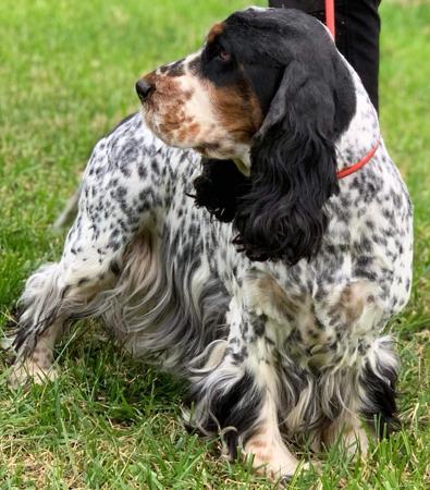Cocker Spaniel for sale by ROLIPOLI