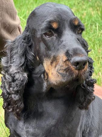 Cocker Spaniel for sale by ROLIPOLI
