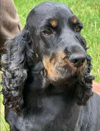 Cocker Spaniel puppy for sale by ROLIPOLI