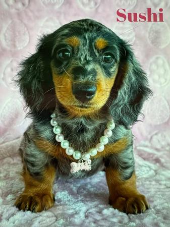 Dachshund (Miniature Long Haired) puppy for sale by ROLIPOLI