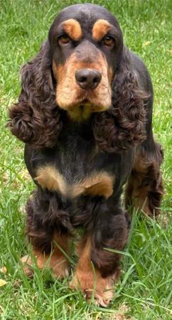 Cocker Spaniel dog for sale by ROLIPOLI