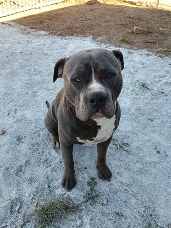 American Staffordshire Terrier for sale by ROSTAFFIE