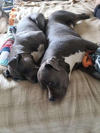 American Staffordshire Terrier for sale by ROSTAFFIE