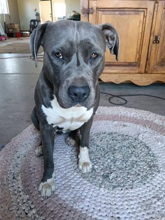 American Staffordshire Terrier for sale by ROSTAFFIE