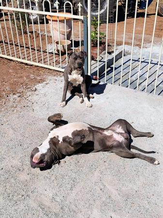 American Staffordshire Terrier for sale by ROSTAFFIE