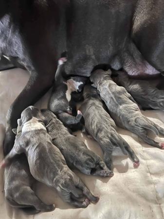 Staffordshire Bull Terrier for sale by ROSTAFFIE