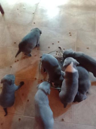 Staffordshire Bull Terrier for sale by ROSTAFFIE