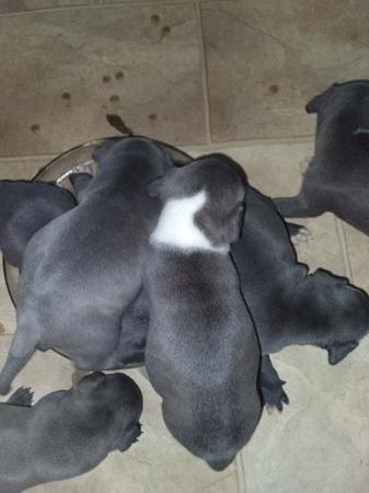 Staffordshire Bull Terrier for sale by ROSTAFFIE