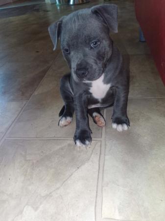 Staffordshire Bull Terrier for sale by ROSTAFFIE