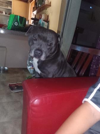 Staffordshire Bull Terrier for sale by ROSTAFFIE