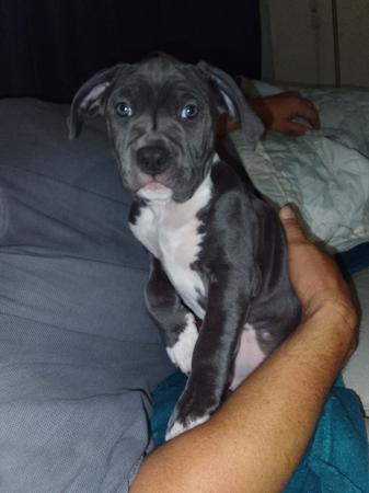 American Staffordshire Terrier puppy for sale by ROSTAFFIE