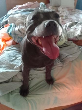 Staffordshire Bull Terrier puppy for sale by ROSTAFFIE