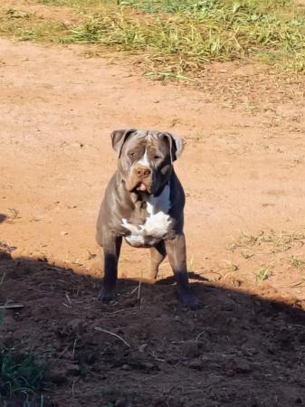American Staffordshire Terrier puppy for sale by ROSTAFFIE