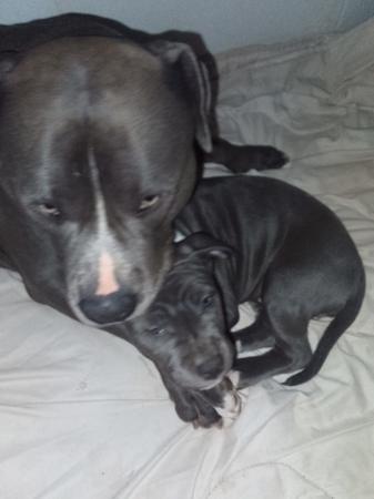 American Staffordshire Terrier puppy for sale by ROSTAFFIE