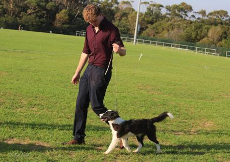 Border Collie for sale by ASHBROOKERD