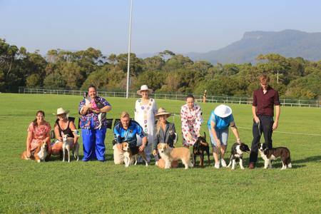 Border Collie for sale by ASHBROOKERD