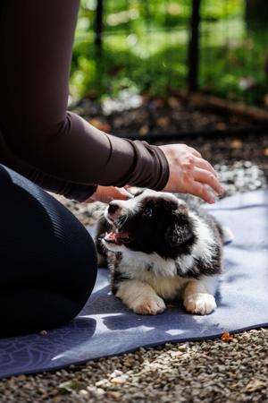 Border Collie for sale by ASHBROOKERD