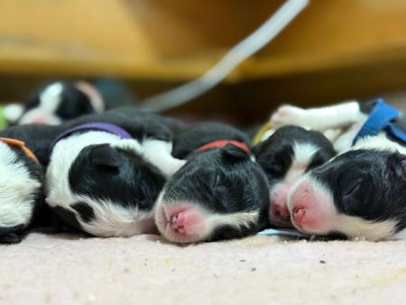 Border Collie for sale by ASHBROOKERD