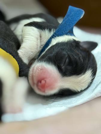 Border Collie for sale by ASHBROOKERD