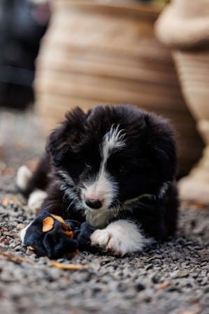 Border Collie for sale by ASHBROOKERD