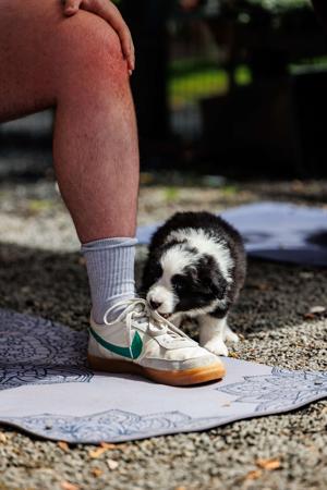 Border Collie for sale by ASHBROOKERD