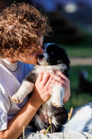 Border Collie for sale by ASHBROOKERD