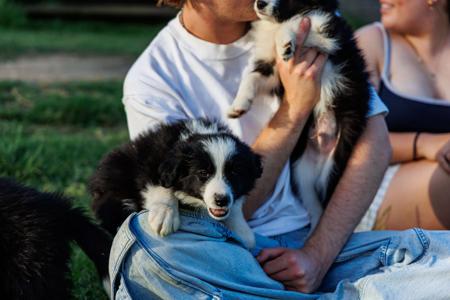 Border Collie for sale by ASHBROOKERD