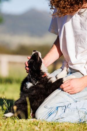 Border Collie for sale by ASHBROOKERD