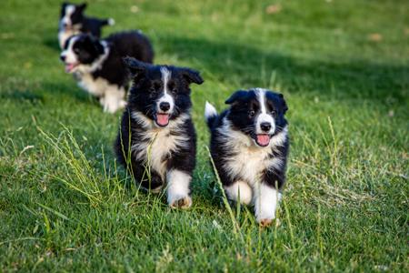 Border Collie for sale by ASHBROOKERD