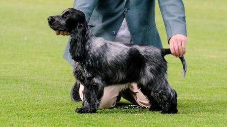Ballyoran Headline Scoop Cocker Spaniel