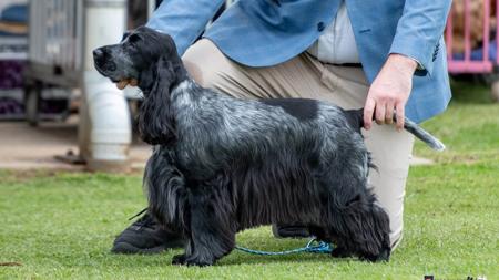 Aust Ch Tarrendayle Perla Blue Cocker Spaniel