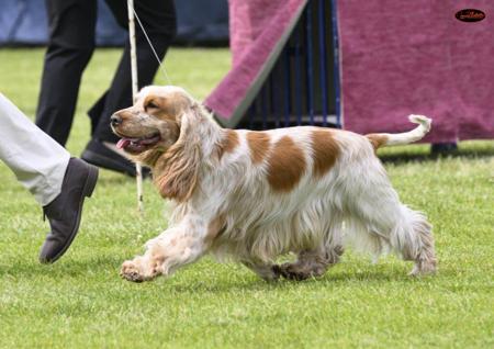 Aust Ch Ashmere Moonshine Cocker Spaniel