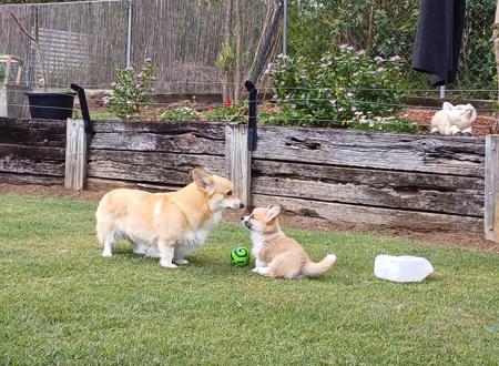 Welsh Corgi (Pembroke) for sale by AROTORO