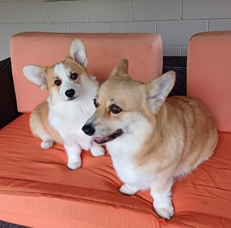 Welsh Corgi (Pembroke) for sale by AROTORO