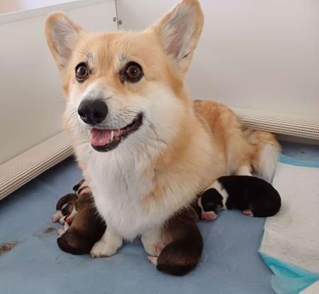 Welsh Corgi (Pembroke) for sale by AROTORO