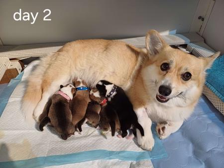 Welsh Corgi (Pembroke) for sale by AROTORO