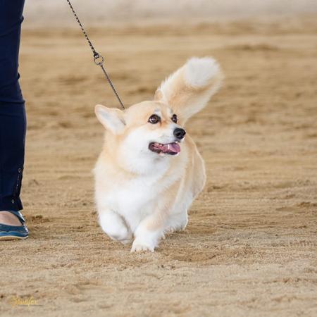 Welsh Corgi (Pembroke) for sale by AROTORO