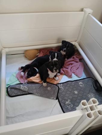 Staffordshire Bull Terrier for sale by VANILLAJAZZ