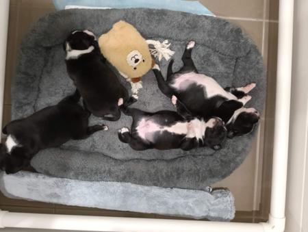 Staffordshire Bull Terrier for sale by VANILLAJAZZ